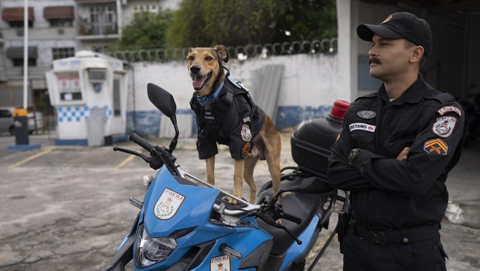 Petugas polisi khusus di Rio de Janeiro, Brasil, mencuri sorotan. Pasalnya, petugas itu merupakan anjing polisi bernama Cabo Olveira. Penasaran apa tugasnya?