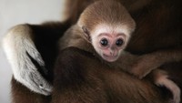 Siamang merupakan spesies yang kini terancam punah imbas dari deforestasi. Bayi Siamang lahir setelah dikandung selama 8 bulan. Siamang masuk usia kawin pada umur hingga 7 tahun.