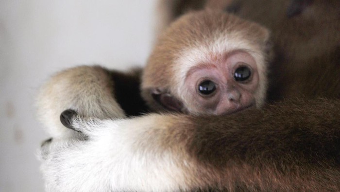 NORTH MACEDONIA-ZOO/ A white-handed gibbon infant born at the Skopje Zoo is seen with his mother in Skopje, North Macedonia April 7, 2022. REUTERS/Ognen Teofilovski