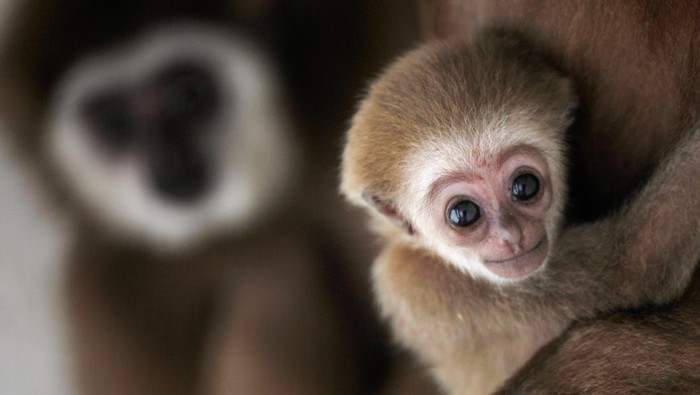 NORTH MACEDONIA-ZOO/ A white-handed gibbon infant born at the Skopje Zoo is seen with his mother in Skopje, North Macedonia April 7, 2022. REUTERS/Ognen Teofilovski