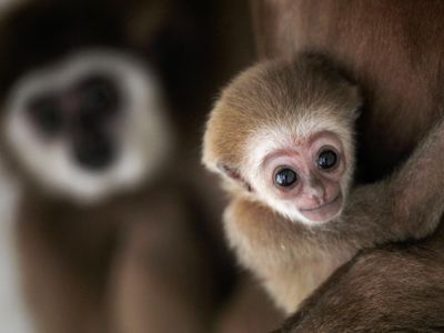 Siamang Sumatera ini Melahirkan Bayi di Makedonia Lho