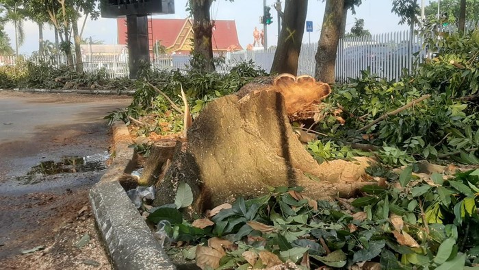 Sisa batang pohon yang ditebang di Kantor Dinas Komunikasi, Informatika dan Statistik Provinsi Riau.