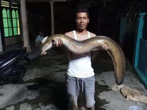 Warga Desa Kalipelus Banjarnegara menangkap ikan pelus raksasa di Sungai Serayu, Rabu (6/4/2022).