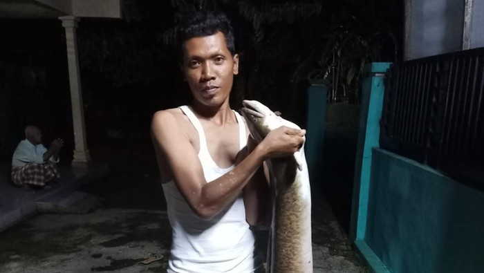 Warga Desa Kalipelus Banjarnegara menangkap ikan pelus raksasa di Sungai Serayu, Rabu (6/4/2022).