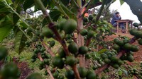 Alfadrian atau akrab disapa Adi menggagas pendirian Koperasi Solok Radjo yang memfasilitasi pembelian kopi dari petani, membimbing petani untuk membudidayakan kopi secara profesional, melakukan pengolahan pascapanen yang tepat hingga memasarkannya. 