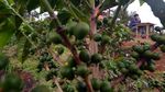 Aroma Kopi Solok Radjo dari Ranah Minang yang Mendunia Aroma Kopi Solok Radjo dari Ranah Minang yang Mendunia
