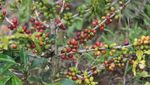 Aroma Kopi Solok Radjo dari Ranah Minang yang Mendunia