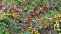 Kini tak kurang dari 18 ton kopi jenis arabika diproduksi oleh petani binaan Koperasi Solok Radjo setiap tahun, hasil dari 168 ribu batang kopi yang telah ditanam. Kopi arabika Solok Radjo yang ditanam di daerah itu berasal dari varietas Sigarar Utang dan Kartika. 