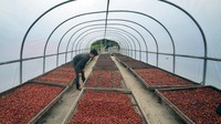 Dari segi rasa, kopi arabika Solok Radjo naik daun setelah dilakukan uji cicip (cupping test) oleh penguji cita rasa kopi atau Q Grader pada 2013 dengan nilai di atas 85. 