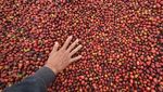 Aroma Kopi Solok Radjo dari Ranah Minang yang Mendunia