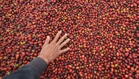 Pada 2014 kopi Solok Radjo kembali berjaya karena mendapatkan skor tinggi pada uji cicip di Thailand dan dua tahun berturut-turut pada 2016-2017 kembali unggul pada uji cicip di Melbourne Australia. Karakter rasanya pun diakui oleh para Q Grader pencicip cita rasa kopi sehingga mendapatkan rekomendasi untuk terus dikembangkan dan layak dipasarkan hingga ke luar negeri. 