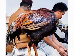 Jangan Coba-coba Lihat Foto Ini Sekali, Mata Bakal Tertipu