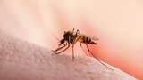Bukan untuk Makan, Ini Alasan Nyamuk Senang Menggigit Manusia