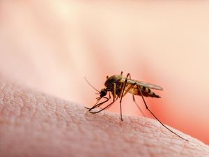 Warga Jatim Diimbau Waspada DBD, 110 Orang Meninggal Selama 2022