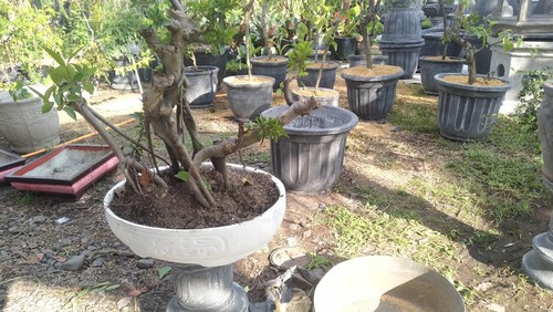 granat di pot bonsai