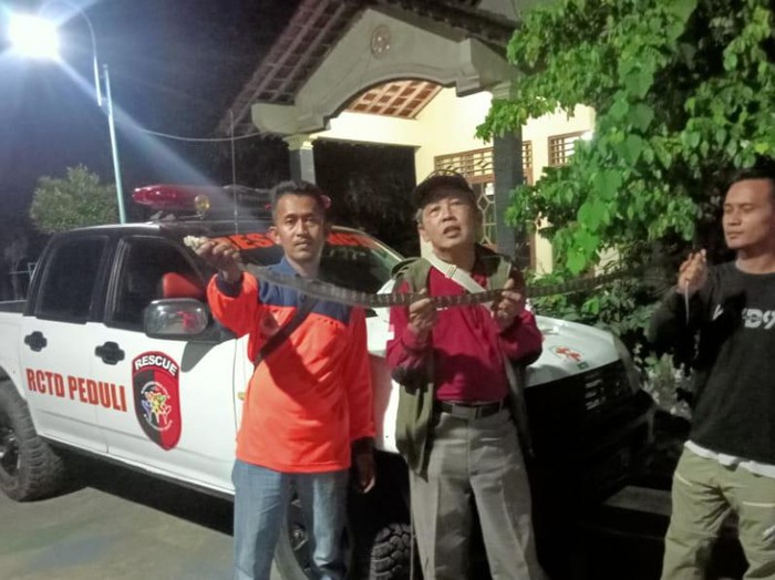 Relawan RCTD menunjukkan ular sepanjang 1,8 meter yang dievakuasi dari bawah lantai rumah warga.