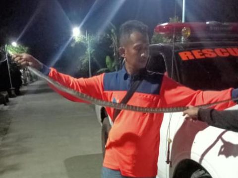 Relawan RCTD menunjukkan ular sepanjang 1,8 meter yang dievakuasi dari bawah lantai rumah warga.