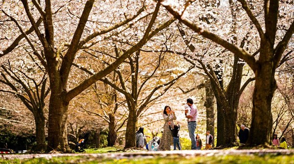 Orang-orang berfoto di bawah bunga sakura di Pusat Hortikultura Fairmount Park di Philadelphia, Pennsylvania, Amerika Serikat, Jumat (8/4/2022) waktu setempat.