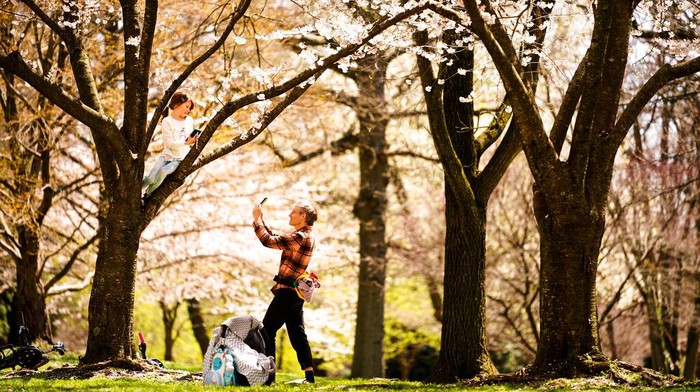 People make photographs beneath the cherry blossoms at the Fairmount Park Horticulture Center in Philadelphia, Friday, April 8, 2022. (AP Photo/Matt Rourke)