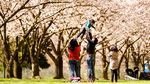 Sepenggal Kehangatan Dunia Sakura di Negeri Paman Sam