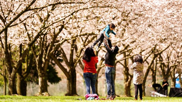 Sakura yang hanya mekar selama seminggu ini dimanfaatkan warga untuk menghabiskan waktu luang bersama keluarga atau kerabat.