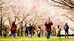 Sepenggal Kehangatan Dunia Sakura di Negeri Paman Sam