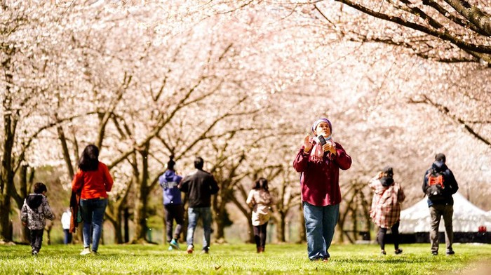 People make photographs beneath the cherry blossoms at the Fairmount Park Horticulture Center in Philadelphia, Friday, April 8, 2022. (AP Photo/Matt Rourke)