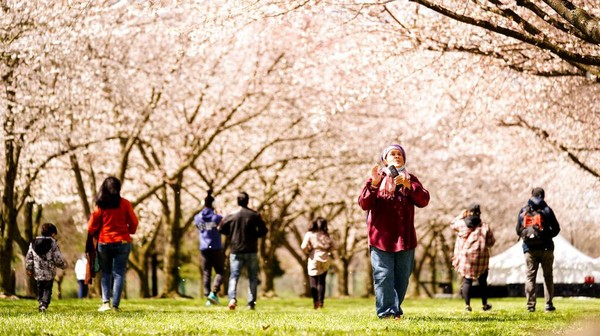 Selain di Jepang dan Amerika Serikat, sakura juga tumbuh di negara lain seperti Jerman, India, dan Turki.