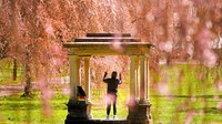Keindahan bunga sakura tidak hanya bisa dinikmati di Jepang, namun juga ada di kota Philadelphia, Pennsylvania, Amerika Serikat.