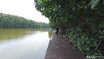 Foto: Treking Hutan Mangrove Instagrammable Semarang