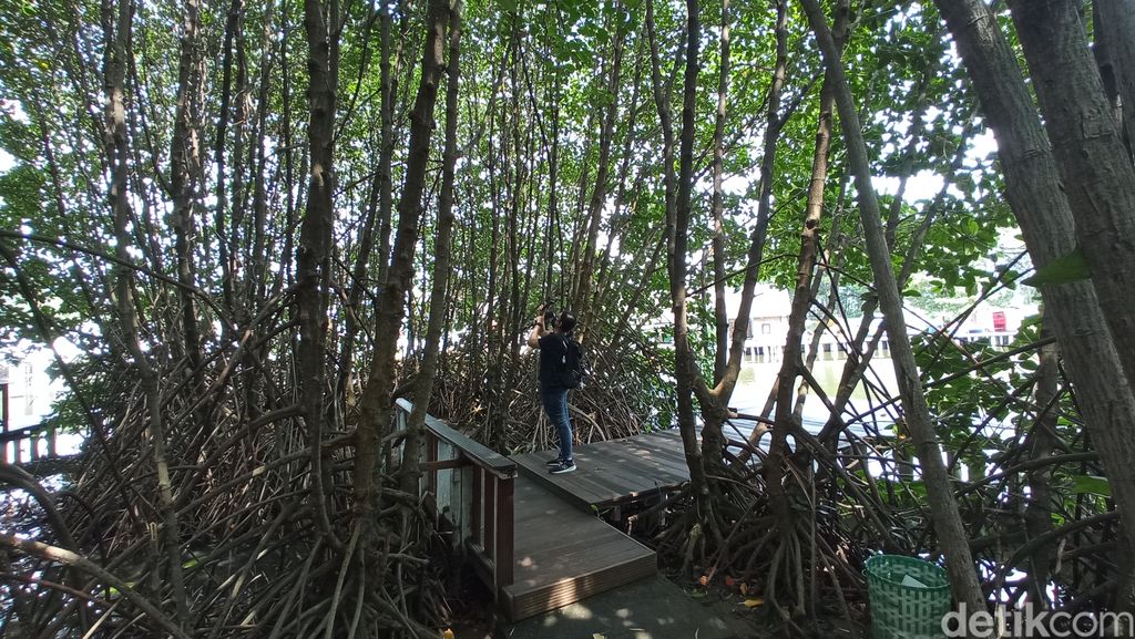 Trekking mangrove Grand Maerakaca Semarang