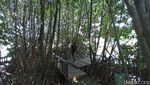 Foto: Treking Hutan Mangrove Instagrammable Semarang