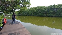 Disepanjang trek, mangrove tumbuh liar. Pohon mangrove yang besar menghadang cahaya matahari dan membuat area trek menjadi teduh. (Bonauli/detikcom)