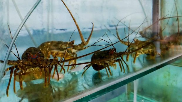 Budidaya Lobster Sistem Tenggelam, Satu-satunya di Indonesia