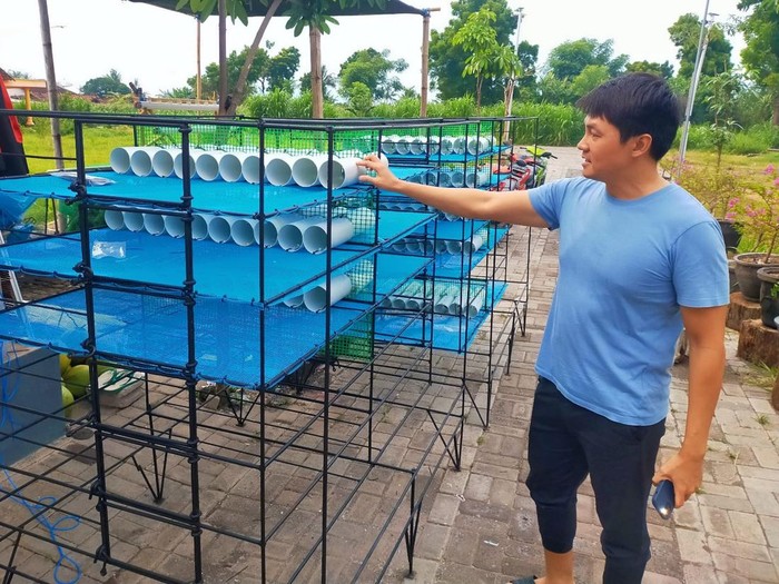 Budidaya Lobster Sistem Tenggelam, Satu-satunya di Indonesia