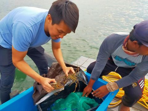 Budidaya Lobster Sistem Tenggelam, Satu-satunya di Indonesia