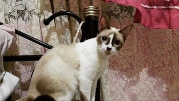 Ada motif angka satu di wajahnya. Foto: Boredpanda