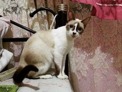 Kumpulan Potret Kucing dengan Motif Unik di Dunia