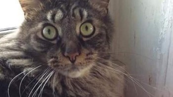 Hii.. kucing ini tampak seperti punya 4 mata. Foto: Boredpanda