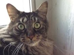 Kumpulan Potret Kucing dengan Motif Unik di Dunia