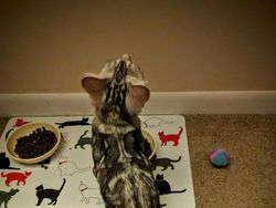 Kumpulan Potret Kucing dengan Motif Unik di Dunia