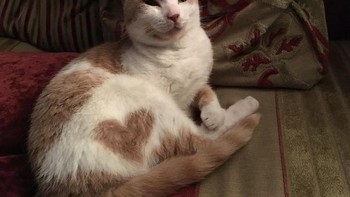 Ada tanda love di badan kucing. Foto: Boredpanda