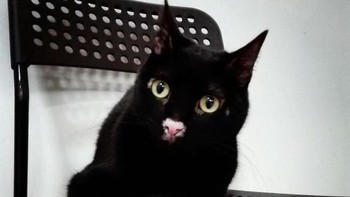 Seluruh badannya hitam, kecuali hidungnya. Foto: Boredpanda