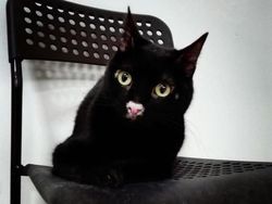 Kumpulan Potret Kucing dengan Motif Unik di Dunia