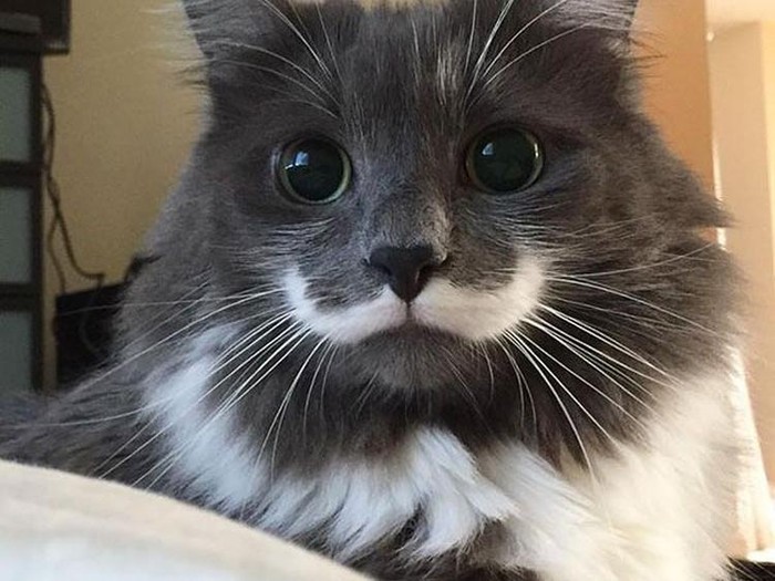Fotoinet kumpulan kucing dengan motif aneh unik