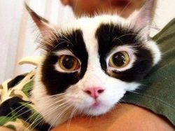 Kumpulan Potret Kucing dengan Motif Unik di Dunia