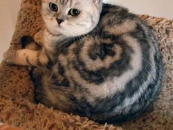 Kumpulan Potret Kucing dengan Motif Unik di Dunia