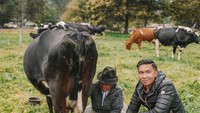 Jalan-jalan ke peternakan sapi di Ekuador, Indra membantu memerah susu sapi. Ia tampak antusias belajar memerah susu secara tradisional.  Foto: Instagram @indpriw