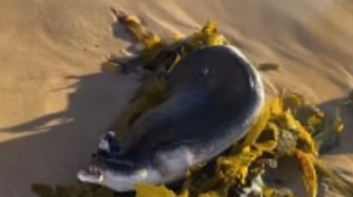 Makhluk Mirip Alien di Australia Ternyata Ikan Pari coffin. Ditemukan di Pantai Bondi, Sydney