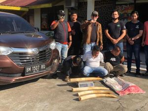 Polisi Tangkap 3 Pelaku Terkait Jual Beli 4 Gading Gajah